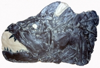 Xiphactinus audax, skull