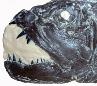 Xiphactinus audax, skull