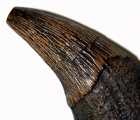 Zygorhiza, early whale canine tooth