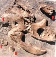 Chasmosaur & Hadrosaur fossil dig panel #6
