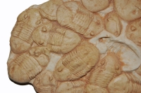 Homotelus bromidensis, trilobite