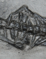 Keichousaurus hui, marine reptile