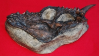 Dracorex hogwartsia, dinosaur skull, Seen in December, 2007 National Geographic