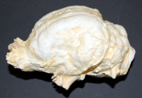 Megalonyx jeffersonii, sloth brain endocast