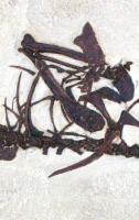 Pseudocrypturus cercanaxius 