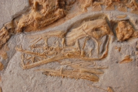 Compsognathus, skeleton