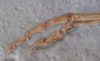 Compsognathus, skeleton
