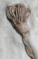 Crinoid Composit Mortality Plate, 7 Species