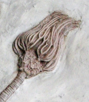 Crinoid Composit Mortality Plate, 7 Species