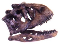 Carnotaurus 1/8 Scale Skull, model