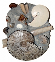 Ammonites, 5 species