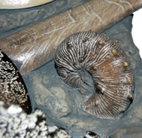 Ammonites, 5 species