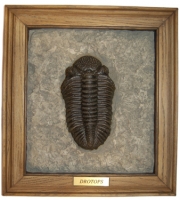 Drotops megalomanicus, trilobite, fossils as art