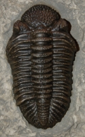 Drotops megalomanicus, trilobite, fossils as art