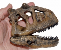 Carnotaurus 1/4 Scale Skull, model