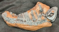 Thrinaxodon, cynodont (therapsid)