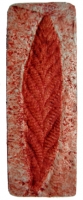 Charnia masoni, Pre-Cambrian Ediacaran Fauna Sea-Pen