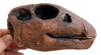 Thescelosaurus, dinosaur skull