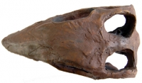 Thescelosaurus, dinosaur skull