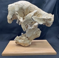 Megalonyx jeffersoni, ground sloth juvenile skull, Now The West Virginia State Fossil