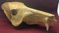 Platygonus vetus, skull (Peccary)