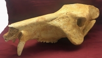 Platygonus vetus, skull (Peccary)