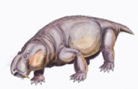 Sinokannemeyeria, Chinese Dicynodont (mammal-like reptile)