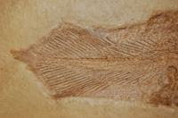 Coelacanth, Holophagus penicillatus