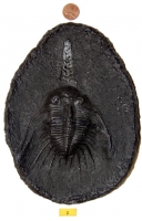 Trilobite Teaching Colletion, 35 specimens