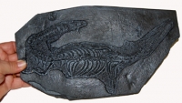 Mesosaurus, Permian Freshwater Reptile