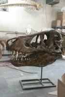 Tyrannosaurus rex, skull (Harley)