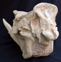 Chilotherium, extinct rhino skull