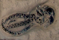 Jimbacrinus bostocki, crinoid mortality plate