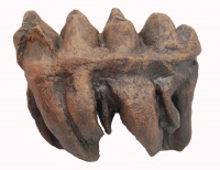 Mammut americanium, Mastodon tooth described by Thomas Jefferson