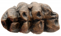 Mammut americanium, Mastodon tooth described by Thomas Jefferson