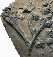 Plalaysuchos, crocodile skeleton