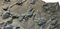 Plalaysuchos, crocodile skeleton