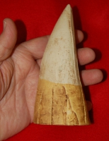 Liopleurodon, tooth