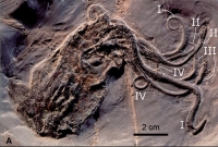 Proteroctopus ribeti, fossil octopus