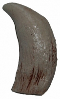 Physeter macrocephalus, Sperm Whale