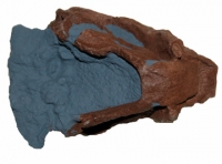 Lystrosaurus, skull, a dicynodont
