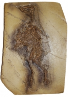 Confuciusornis sanctus, fossil bird from China