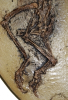 Aves, Unidentified Fossil Bird from China