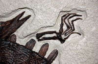 Trionyx, green river turtle with bite marks