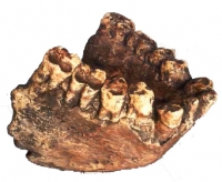 Gigantopithecus blacki, Partial Lower Jaw, Largest Known Ape