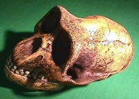 Lucy, Australopithecus afarensis, Skull Reconstruction