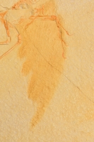 Archaeopteryx lithographicia, Eichstatt Specimen A side