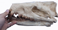 Hyaenodon, skull
