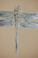 Protolindenia wittei, dragonfly