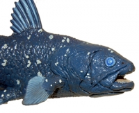 Coelacanth, model